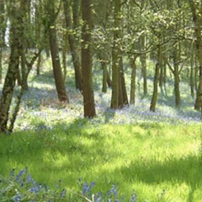 Bluebells Bentley Woods