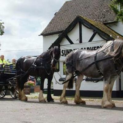 Shire Horses