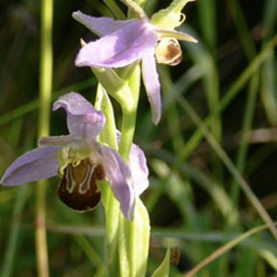 Bee Orchid