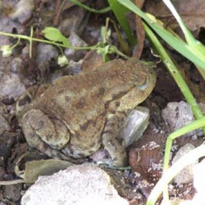 Common Toad