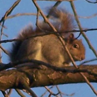 Grey Squirrel