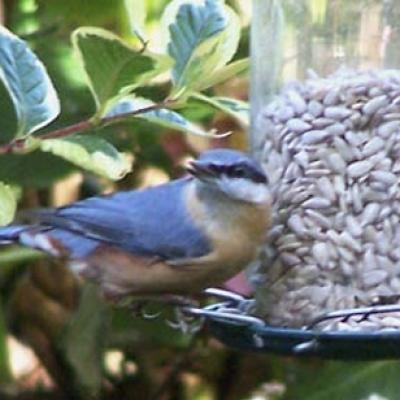 Nuthatch
