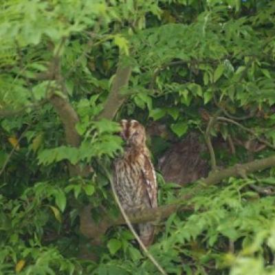 Phf Owls 005 420x280